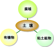 森林土壌模式図